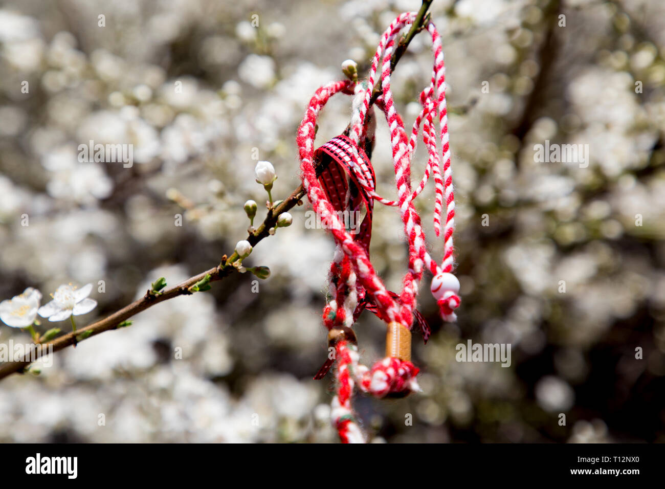 Martenitsa traditionally for Bulgarians is attached to a blooming orchard. Stock Photo