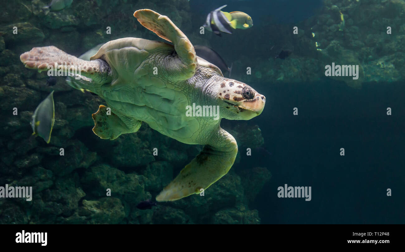Close-up view of a Loggerhead sea turtle (Caretta caretta) Stock Photo