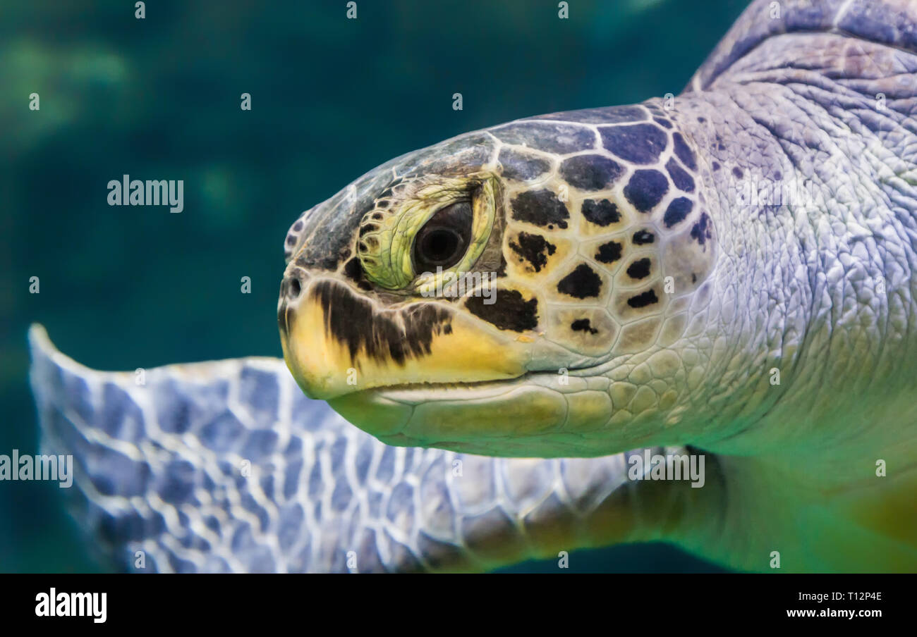 Portrait view of a Loggerhead sea turtle (Caretta caretta) Stock Photo