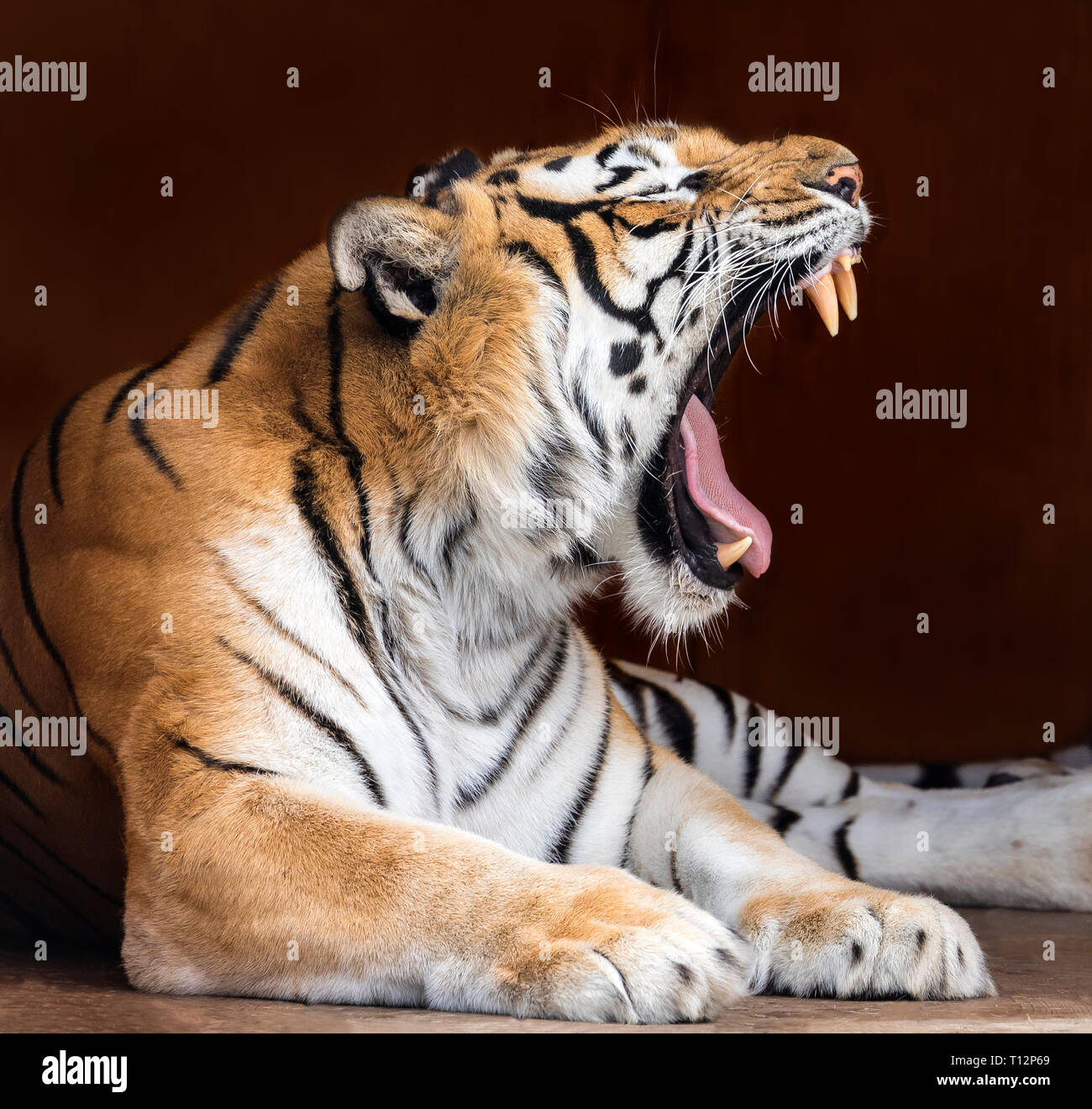 Roaring Tiger Wallpaper Hd