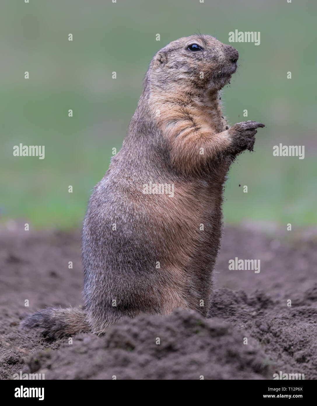 Close up of a Black-tailed prairie dog (Cynomys ludovicianus) Stock Photo