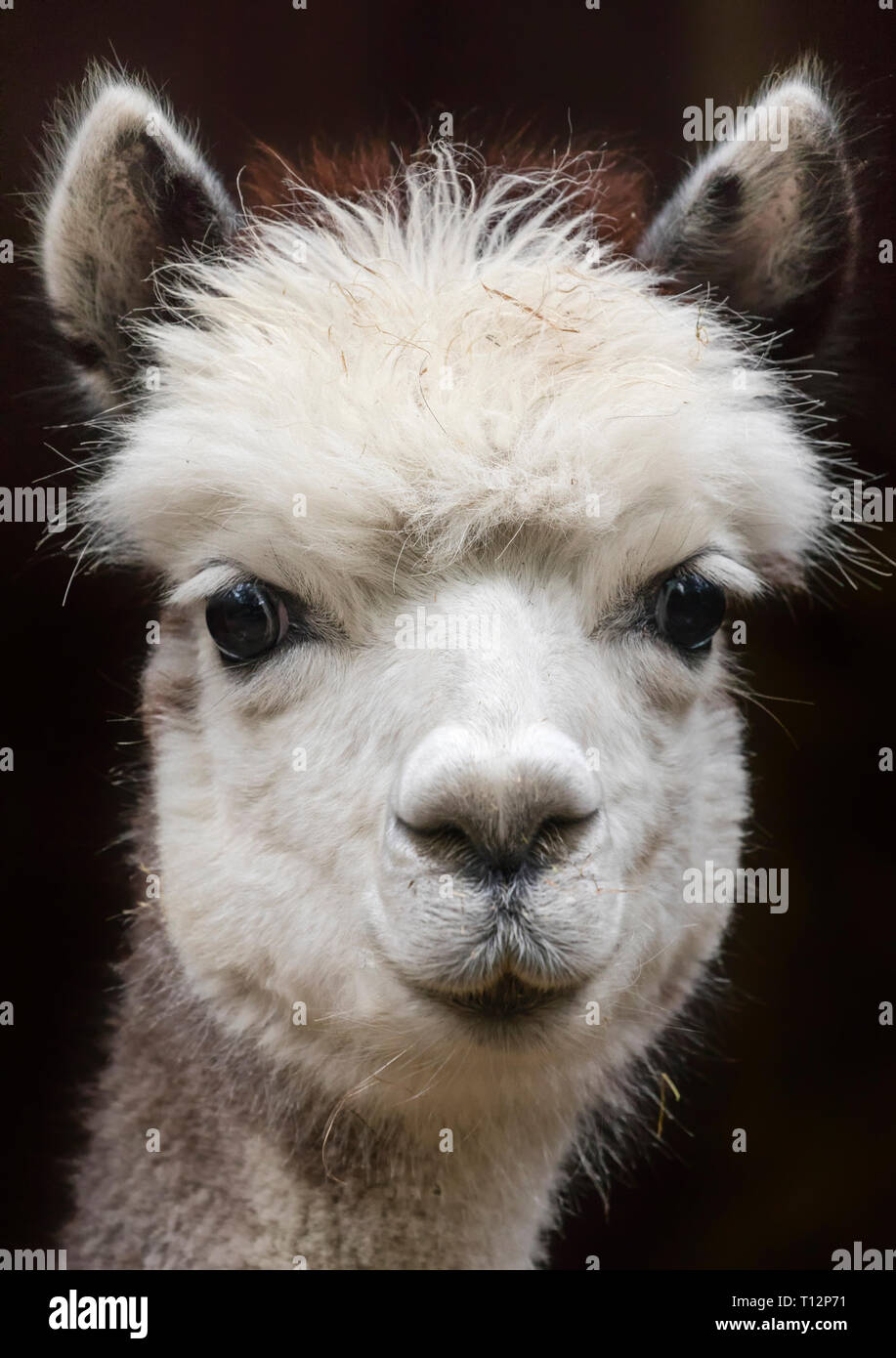 Alpaca child peru hi-res stock photography and images - Alamy