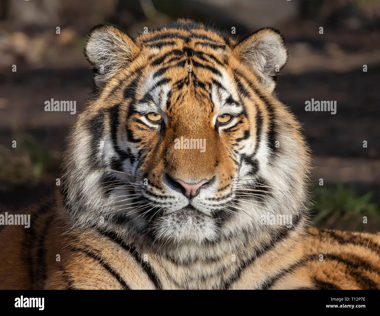 Portrait view of a Siberian tiger (Panthera tigris altaica) Stock Photo