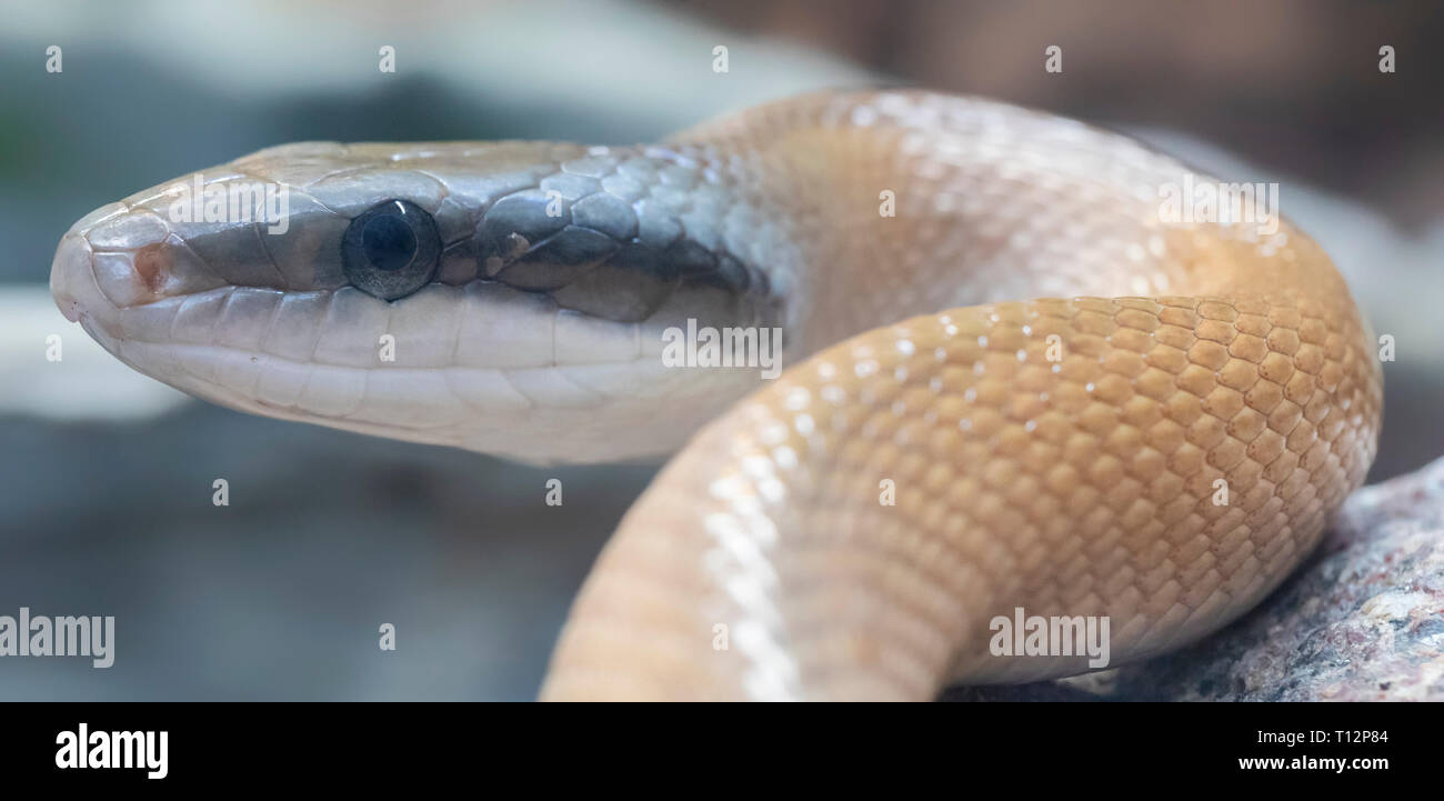 Close-up view of a Beauty rat snake (Elaphe taeniura) Stock Photo
