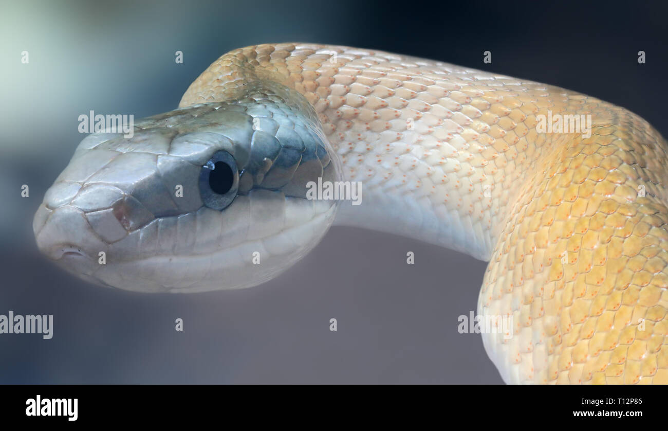 Close-up view of a Beauty rat snake (Elaphe taeniura) Stock Photo
