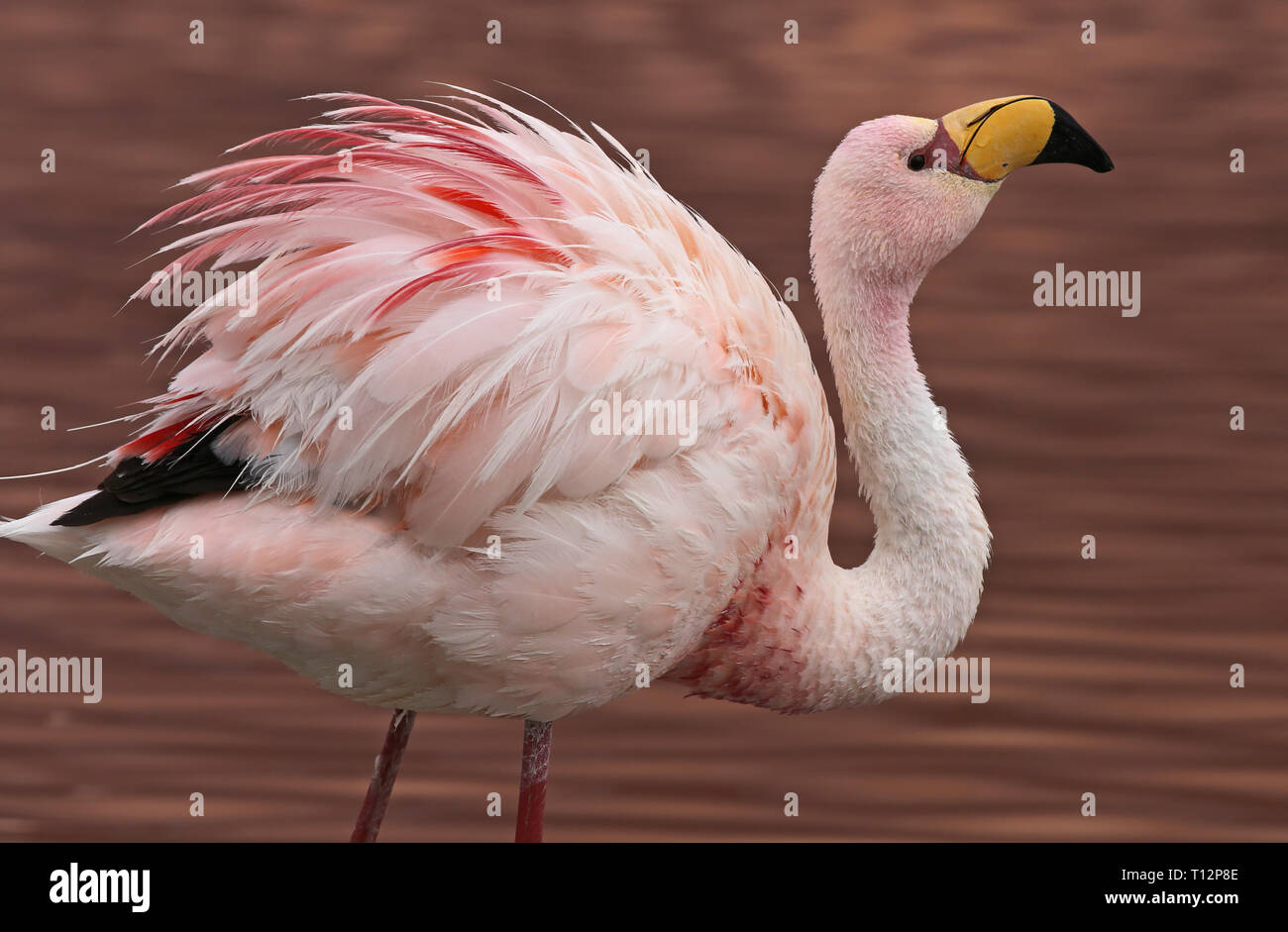 Close-up of a James Flamingos (Phoenicoparrus jamesi) at Laguna Colorada (Bolivia) Stock Photo