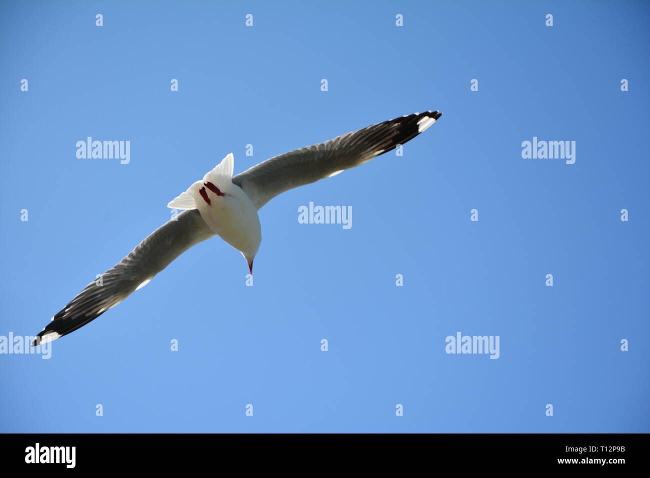 Red-billed gull (Larus novaehollandiae) in flight, New Zealand Stock Photo