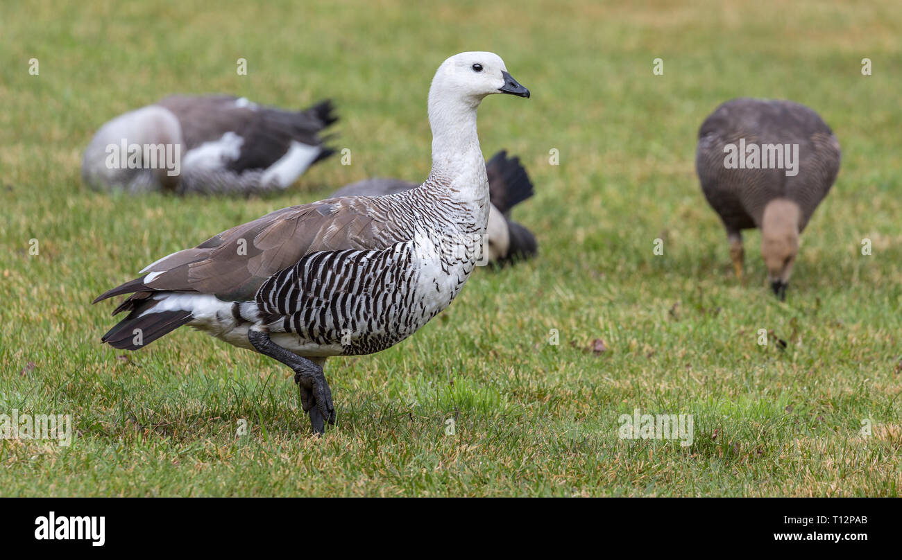 Close-up view of a male Magellan Goose (Chloephaga picta) at Torres del Paine N.P. (chile) Stock Photo