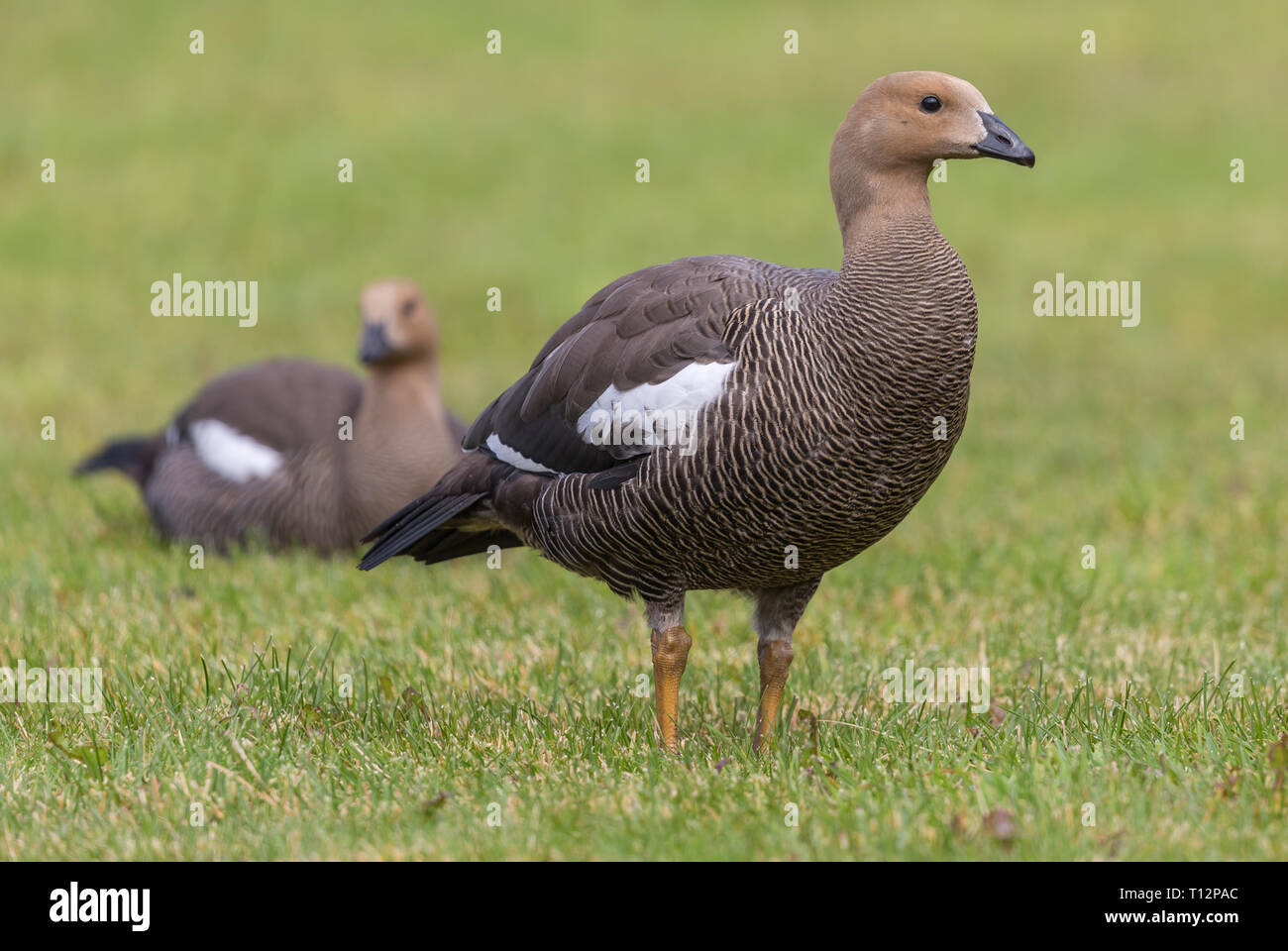 Close-up view of a female Magellan Goose (Chloephaga picta) at Torres del Paine N.P. (chile) Stock Photo