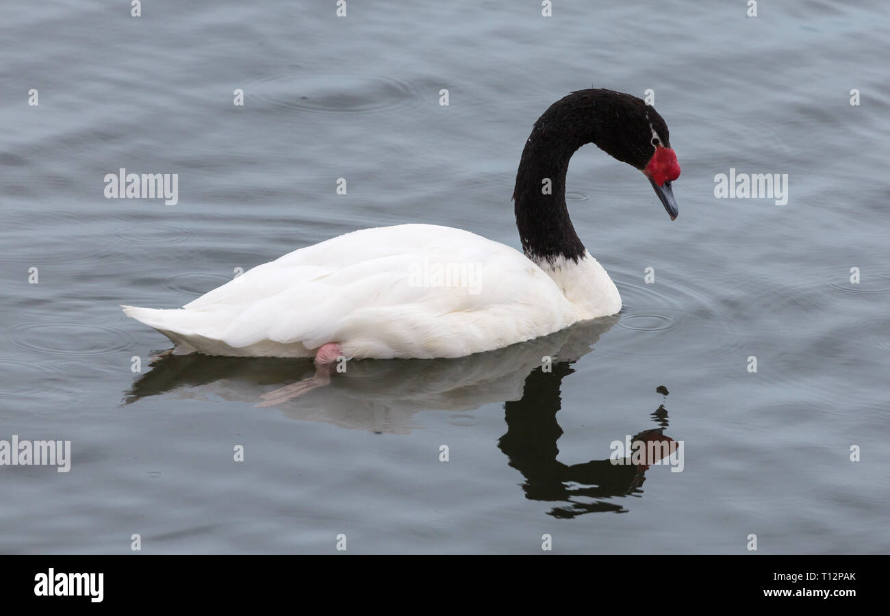 Close-up view of a Black-necked swan (Cygnus melancoryphus) at Los Glaciares National Park (Argentina) Stock Photo