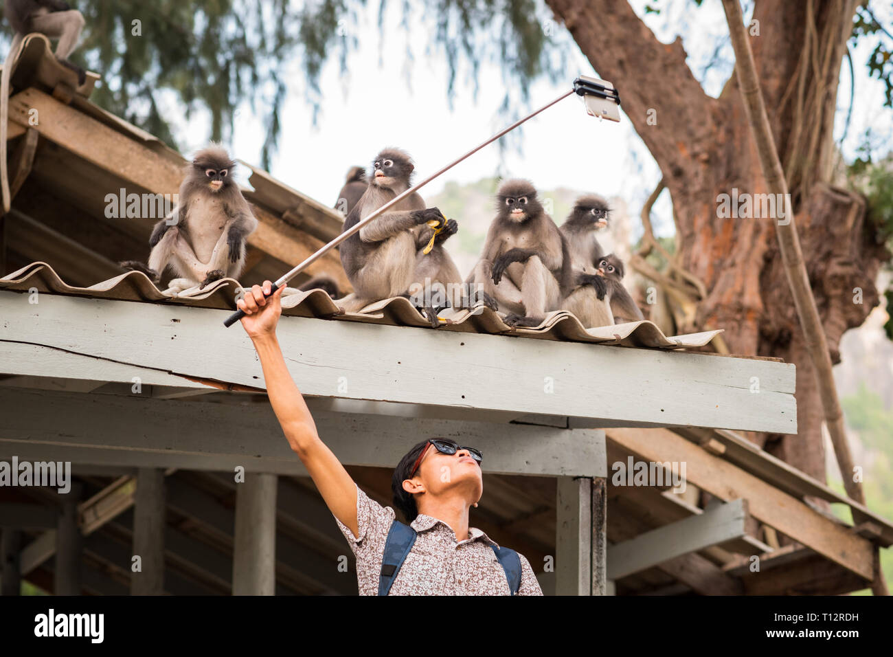 Selfie with monkeys. Young Asian man uses a selfie stick to take a photo with a group of cute dusky leaf monkeys who sit on the roof. Stock Photo