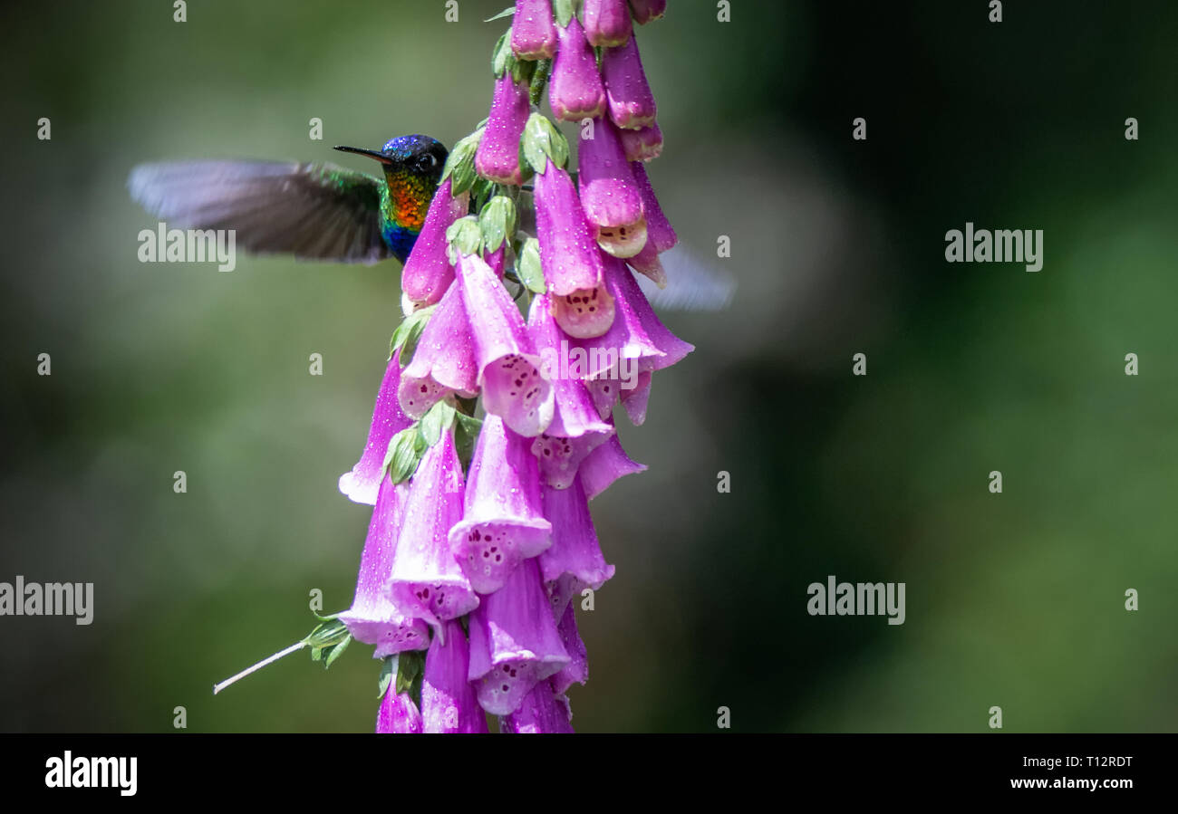 Bright iridescent flash of orange feathers peeking from behind a pink flower betrays the present of a Fiery-throated Hummingbird Stock Photo