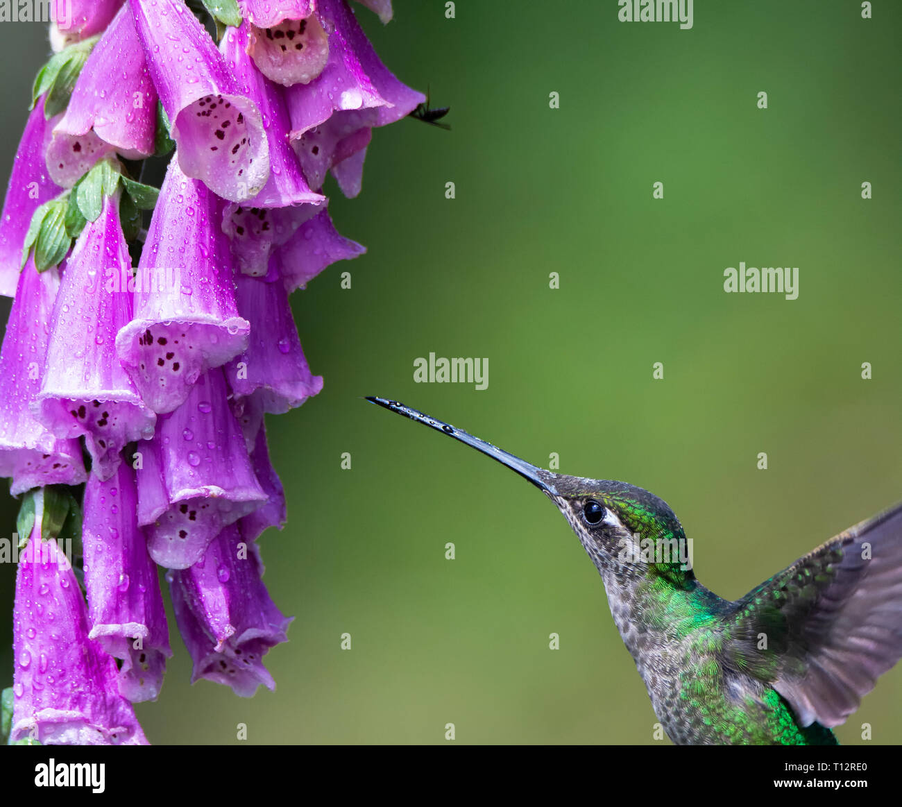 Beak dotted with nectar a female green crowned brilliant humming bird lines up for another sip Stock Photo