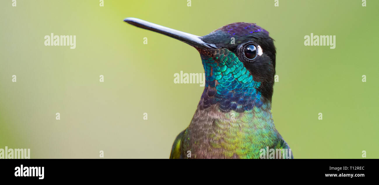 Iridescent blue feathers across the throat identifies a Talamanca Hummingbird Stock Photo