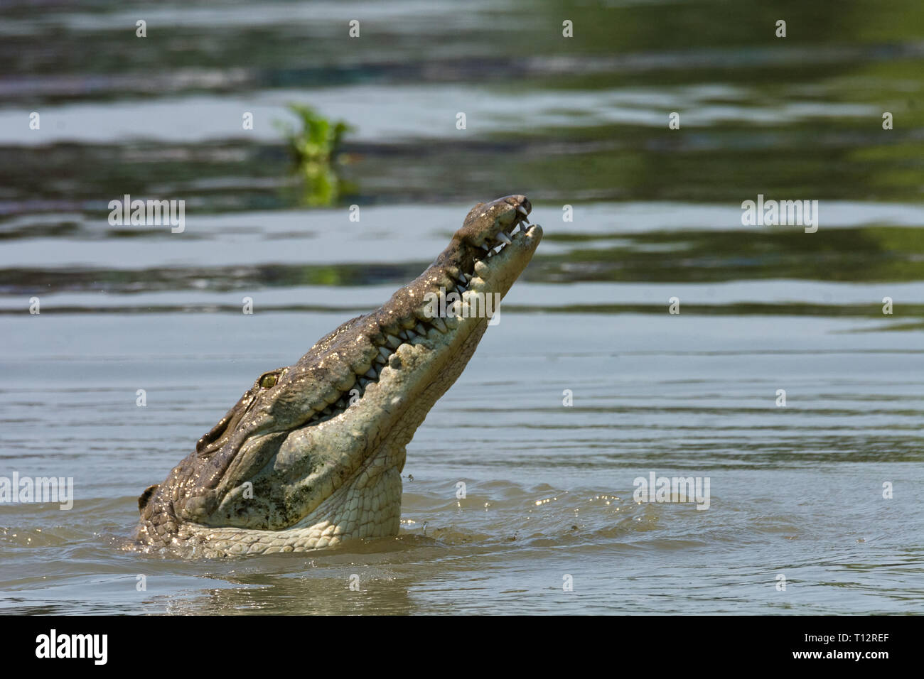 Crocodile points it snout up at an angle clearing its entire head from the water Stock Photo