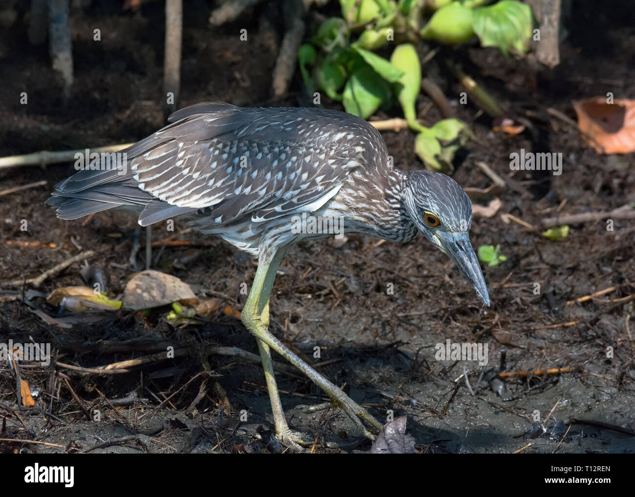 Juvenile Black crowned night heron stalks the muddy underbursh near a river looking for something to eat Stock Photo