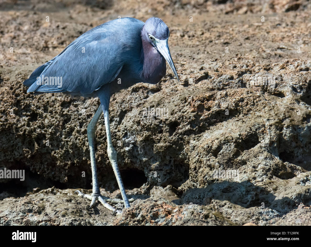 Stolling in the mud of a river bank a little blue heron scans for a likely meal Stock Photo