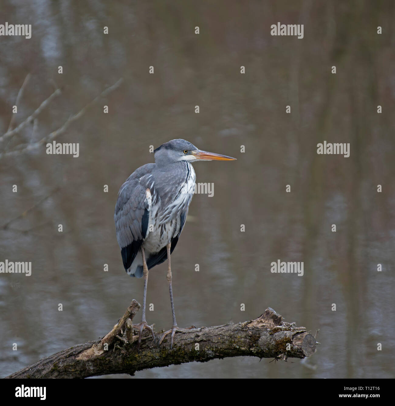 Grey, Heron, Ardea, cineria Stock Photo