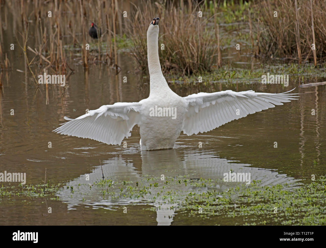 Mute, Swan, Cygnus olor Stock Photo