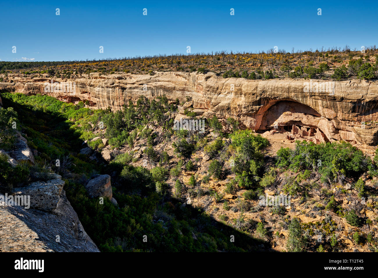 Oak tree house, Cliff dwellings in Mesa-Verde-National Park, UNESCO world heritage site, Colorado, USA, North America Stock Photo