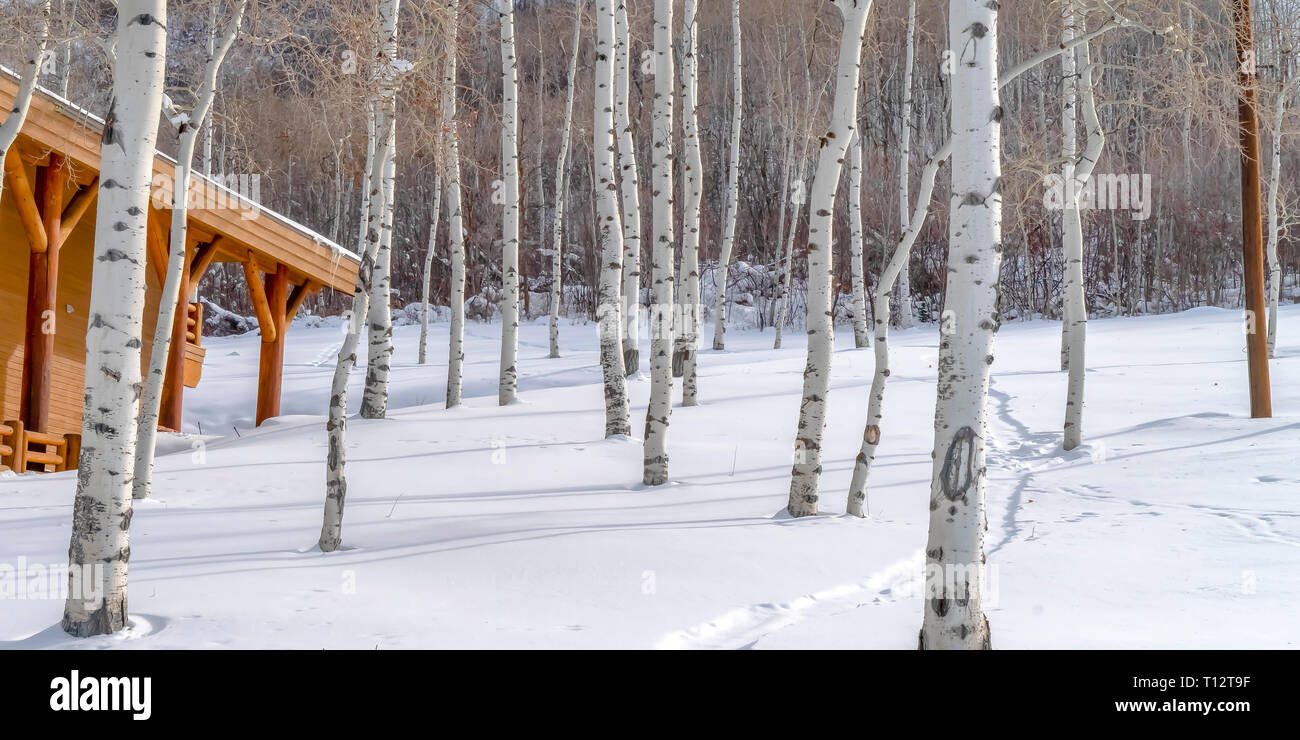 Cabin And Trees On Snowy Mountain In Park City Wooden Cabin In