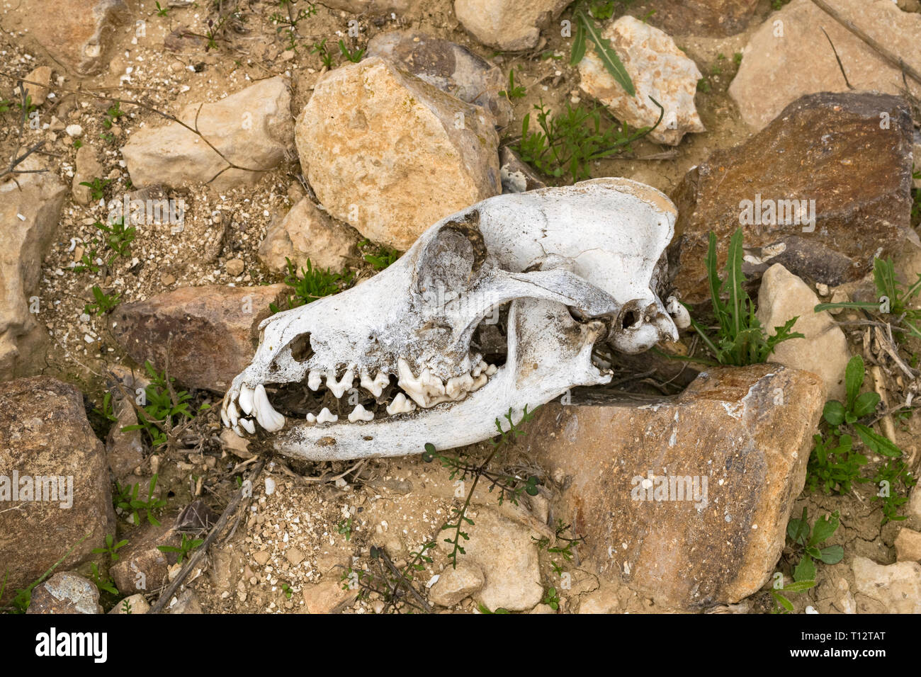 a complete bleached canine skull profile found on a desert hike in the winter near Arad in the Negev Desert of Israel Stock Photo