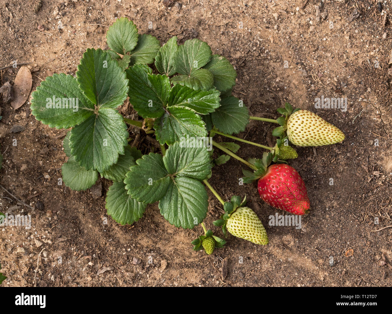 a strawberry plant with one ripe and three green strawberries side by side on a natural soil background Stock Photo