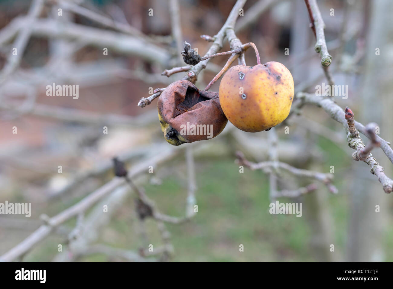 Plant diseases. Monilinia fructigena. Infected apples grow in the tree branch with typical signs of disease Stock Photo