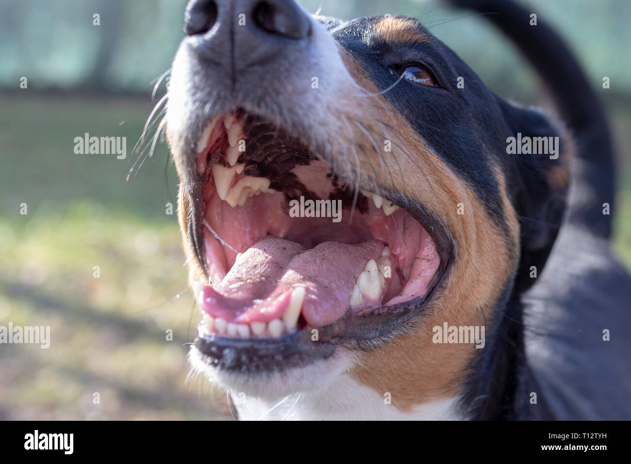 Open dog mouth showing tongue and teeth Stock Photo