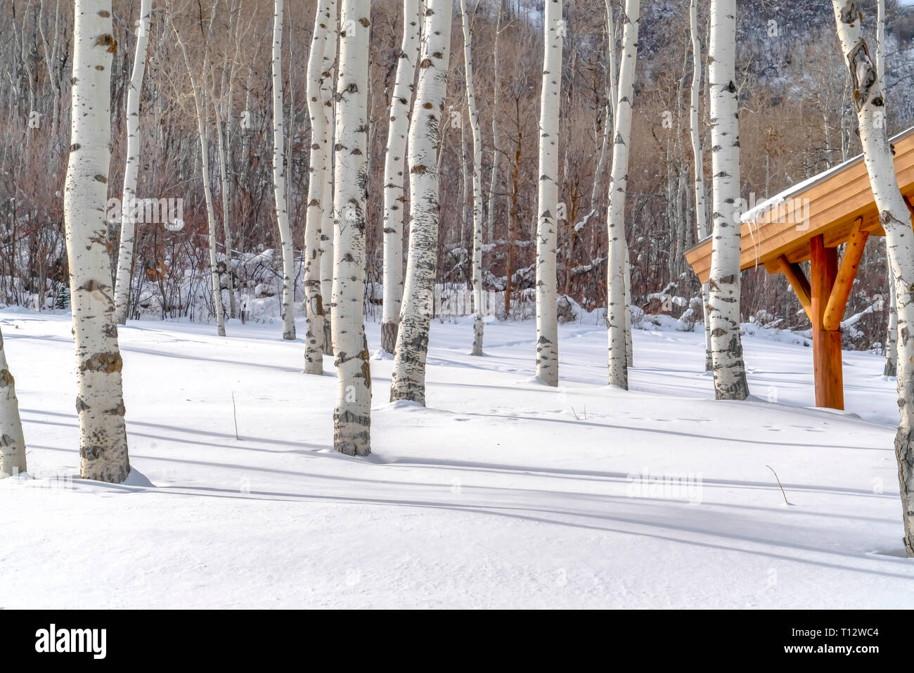 Quaking Aspens And Sunlit Snow At A Ski Resort Grove Of Quaking