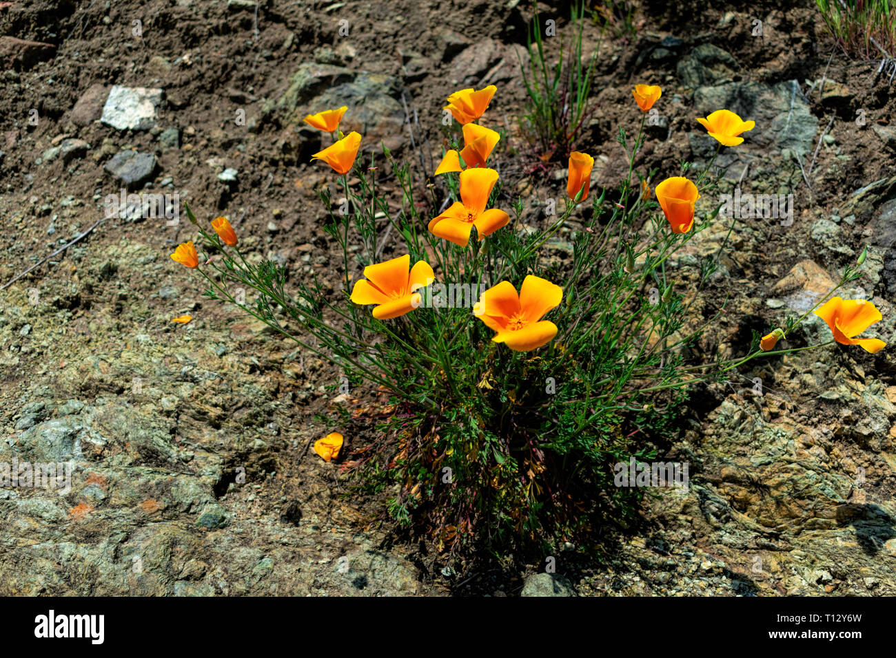 California poppy, the state flower of California, bloom on rocky cliff