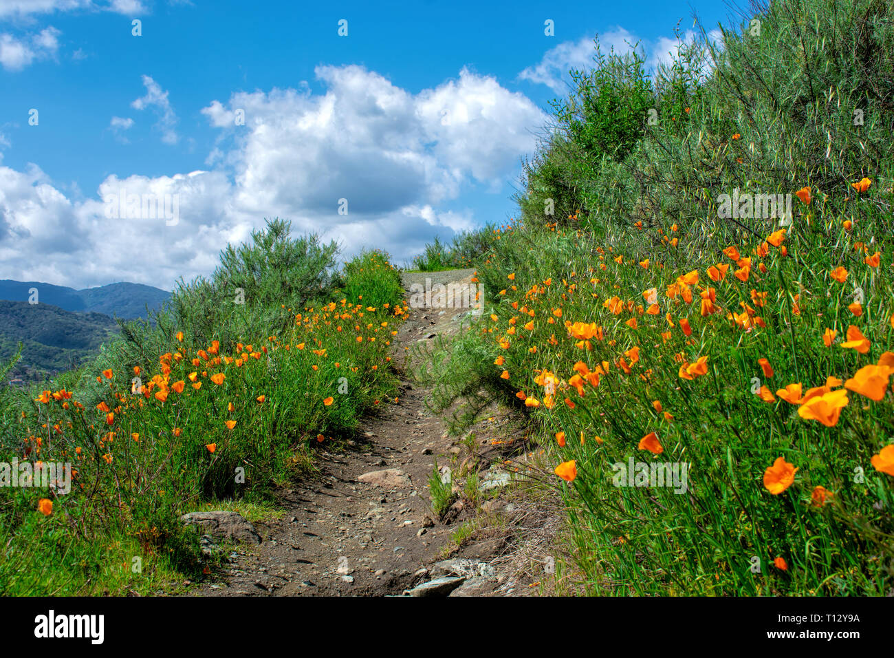 Beautiful California poppies flowers on going uphill hiking trail in Antelope Valley California Poppy Reserve Stock Photo