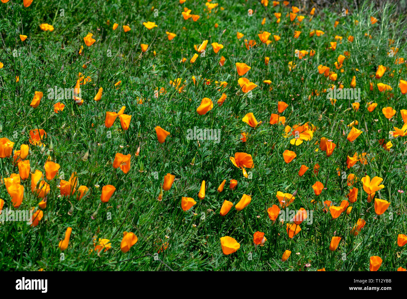 Field of California poppies, official state flower of California, in a super bloom. Showy cup-shaped flowers in brilliant shades of orange and yellow Stock Photo