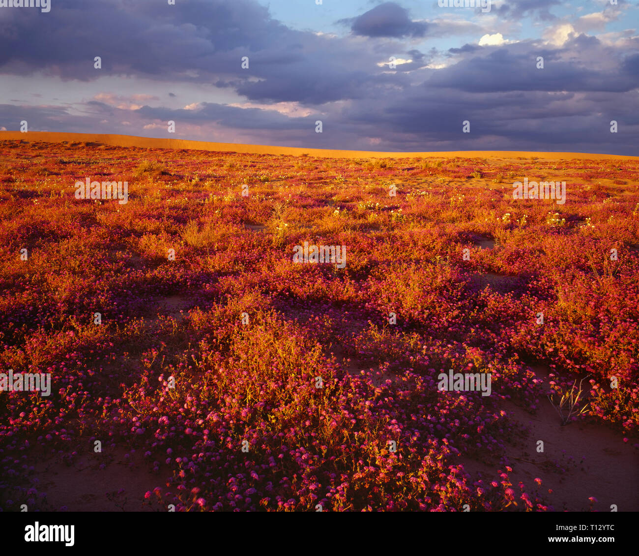 USA, California, North Algodones Dunes Wilderness, Sunset on desert