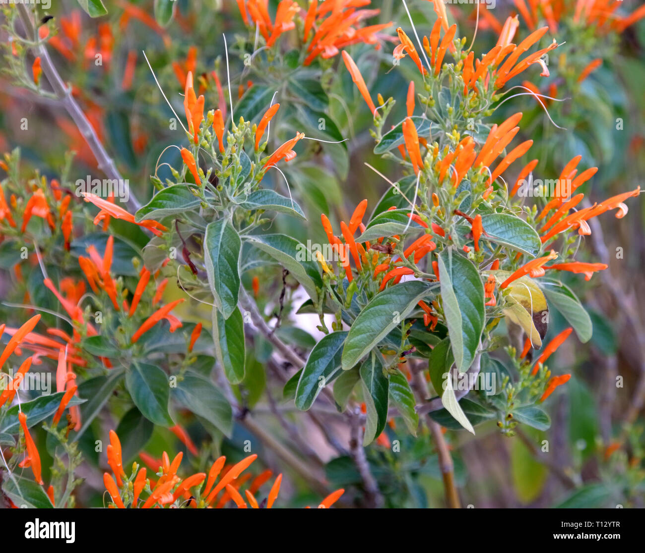 Butterfly weed (Asclepias tuberosa) started blooming at early Arizona spring Stock Photo