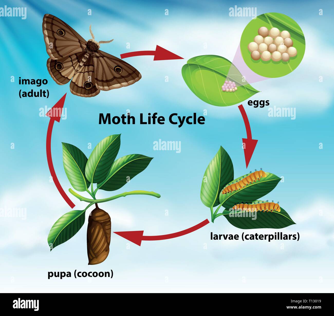 A moth life cycle illustration Stock Vector