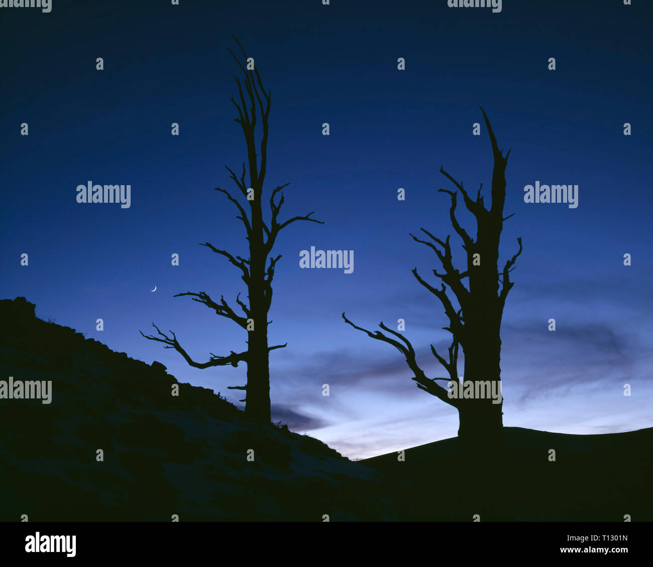 USA, California, Inyo National Forest, Ancient bristlecone pines silhouetted at dusk with crescent moon, Ancient Bristlecone Pine Forest Area. Stock Photo