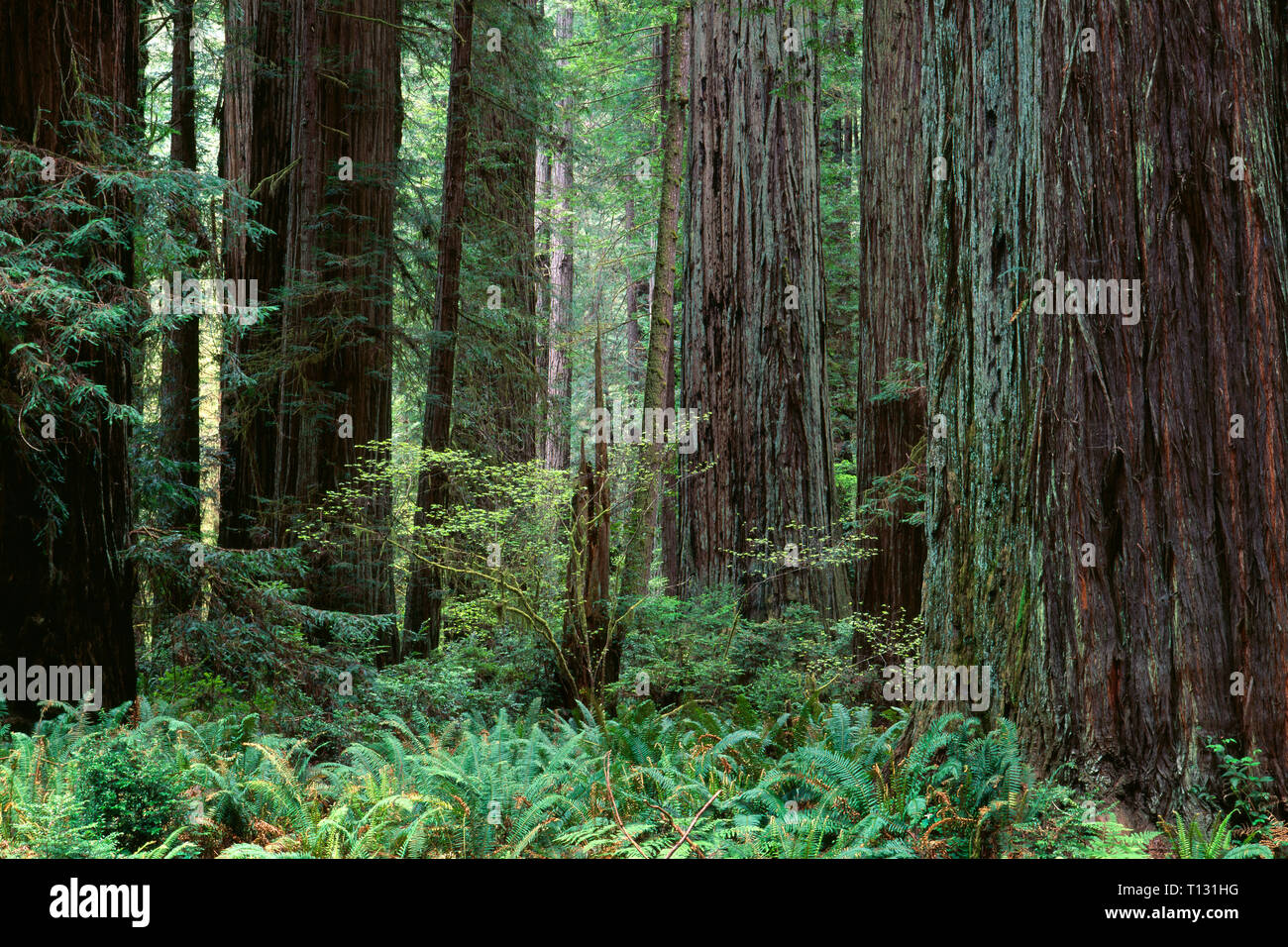 USA, California, Prairie Creek Redwoods State Park, Redwood trees tower above ferns and seedlings in understory. Stock Photo