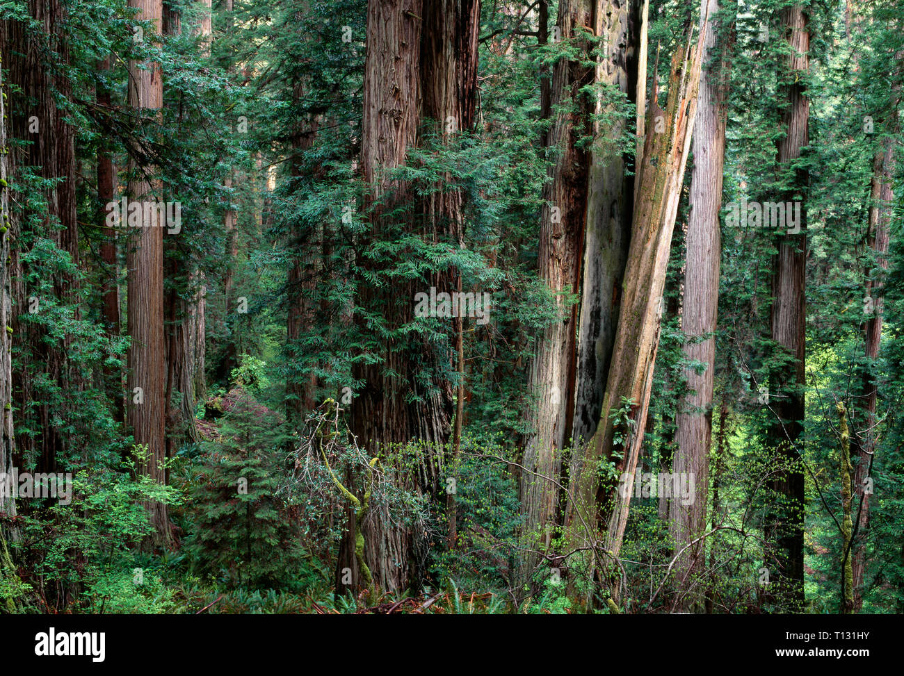 USA, California, Prairie Creek Redwoods State Park, Redwood trees tower above ferns and seedlings in understory. Stock Photo