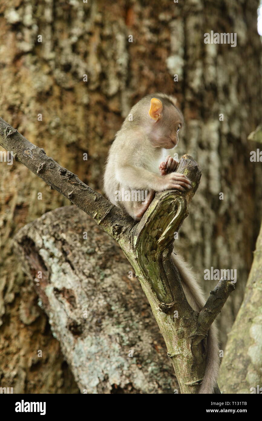 A baby monkey sitting on a tree branch Stock Photo