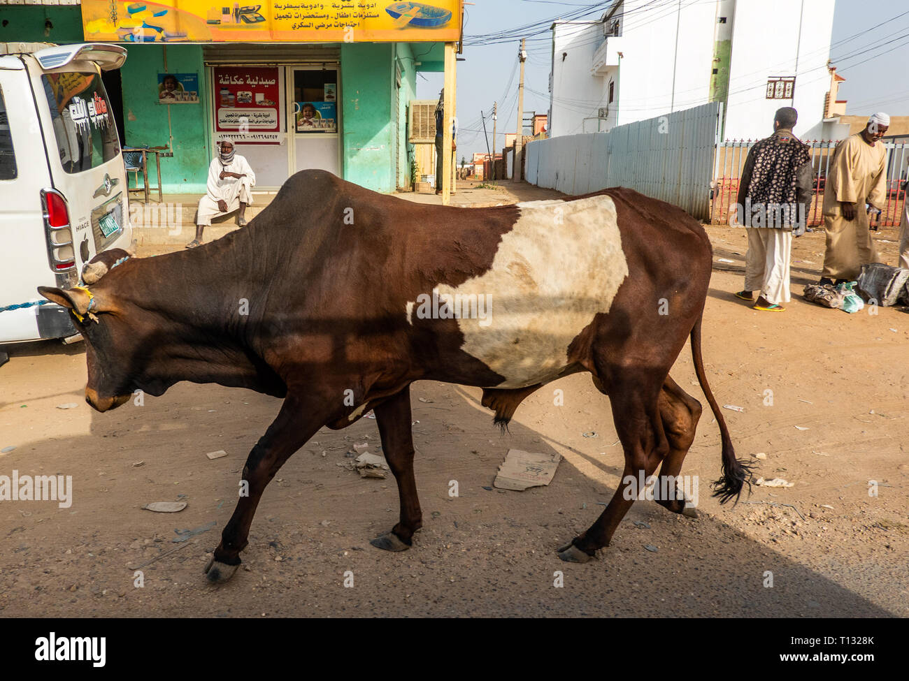 Nuri, Sudan, February 7., 2019: Ox with brown and white fur is pulled through the streets of the city in Sudan, on the way to the slaughterhouse. Stock Photo