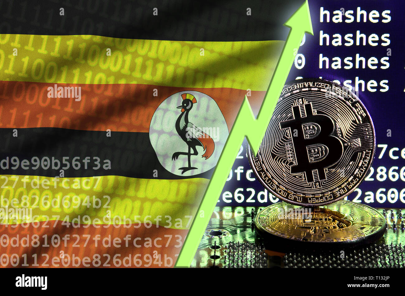 Uganda flag and rising green arrow on bitcoin mining screen and two  physical golden bitcoins. Concept of high conversion in cryptocurrency  mining Stock Photo - Alamy