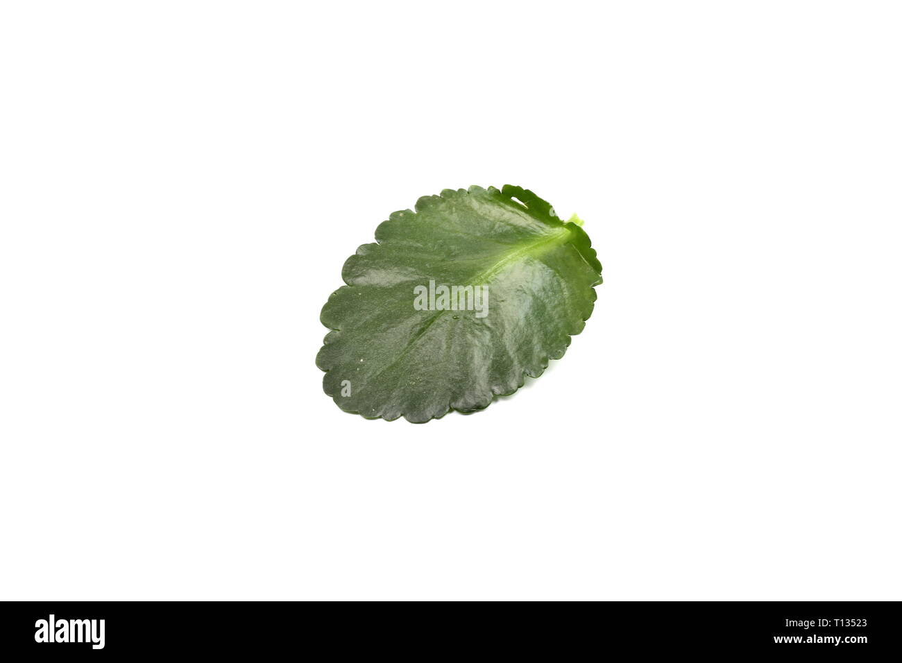 Green leaf on white background Stock Photo Alamy