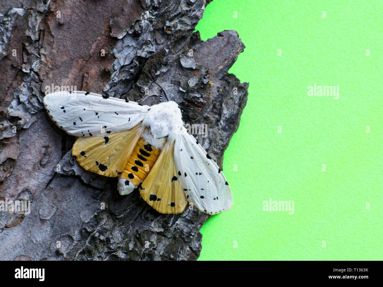 An Acrea or Salt Marsh moth (Estigmene acrea) on tree bark with wings spread, displaying bright orange under wings against a green background. Stock Photo