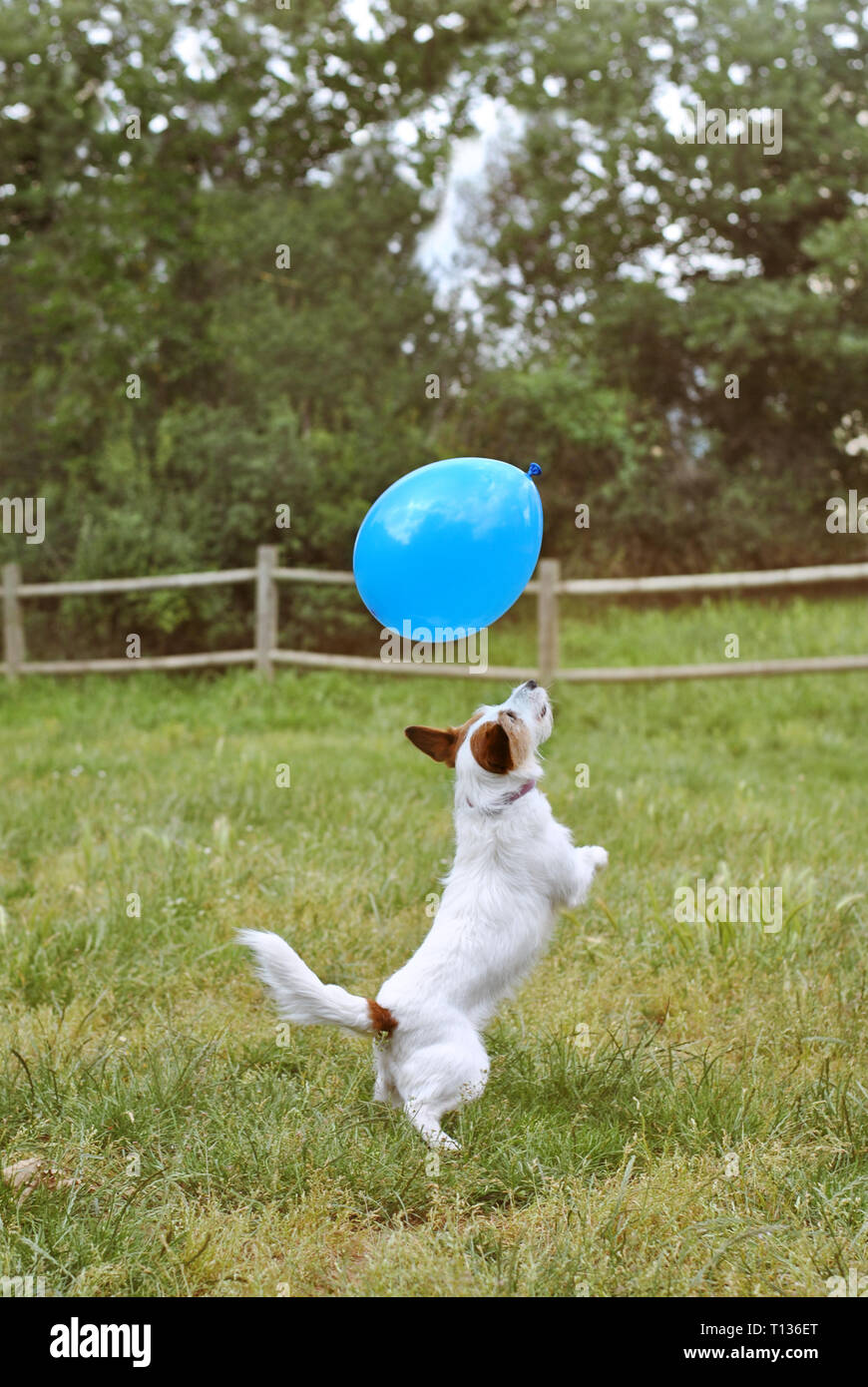 ACTIVE JACK RUSSELL DOG JUMPING IN THE AIR TO CATCH AND POP A BLUE BALLOON ON SUMMER VACATIONS. Stock Photo