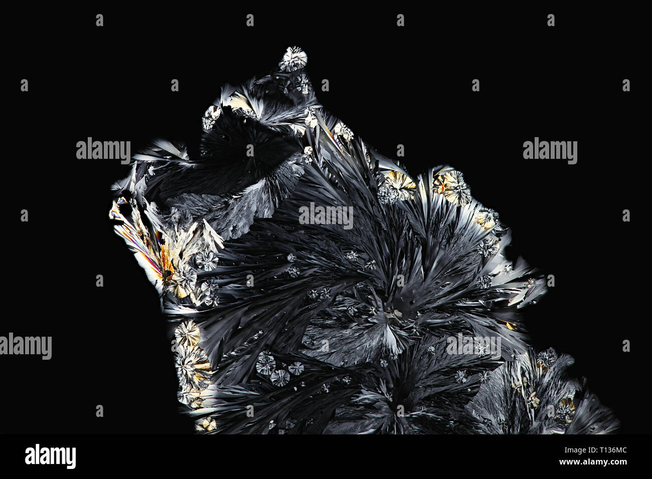 This is citric acid, a  common food preservative,  photographed crystallized on a microscope glass slide Stock Photo