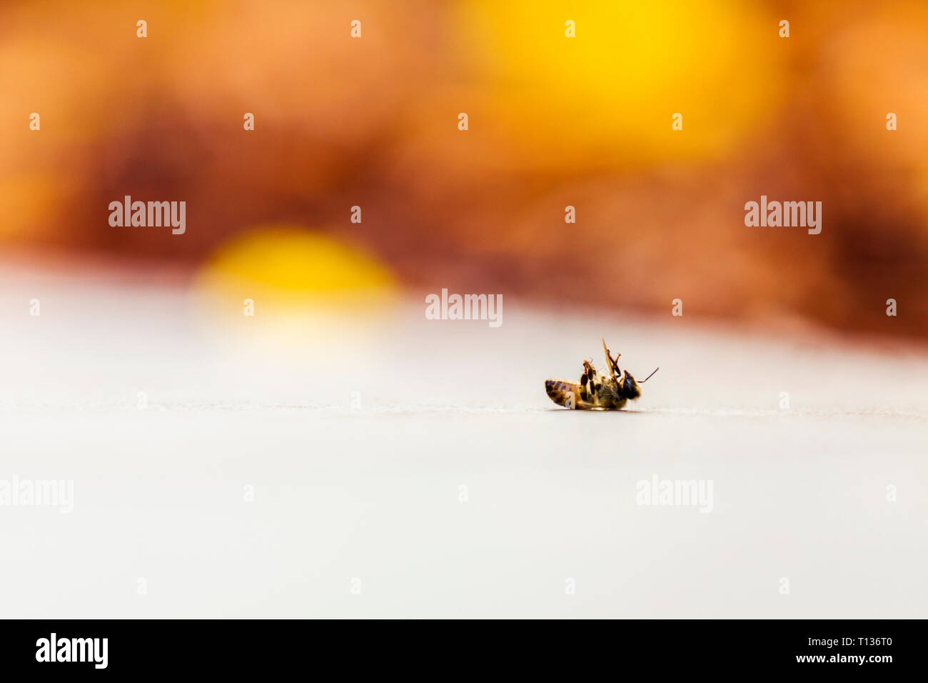 Wasp slowly dying on garden pathway Stock Photo - Alamy
