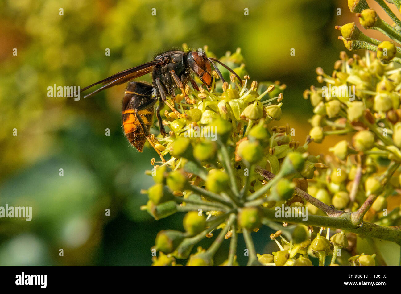 Close up of an Asian hornet, also known as the yellow-legged hornet (Vespa velutina) taking nectar from an Ivy flower head. The South of France. Stock Photo