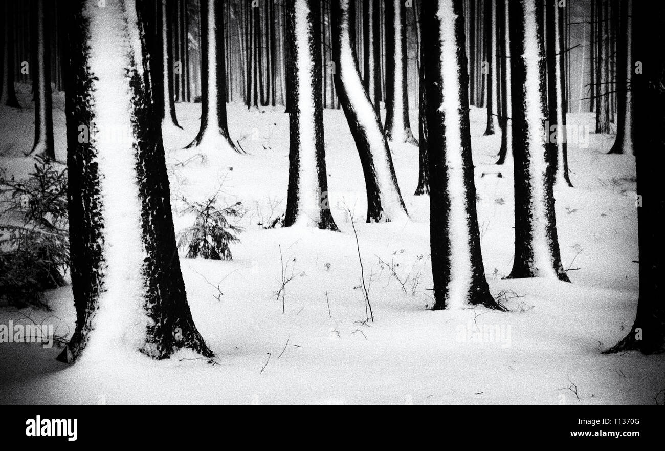 snow in the forrest Stock Photo