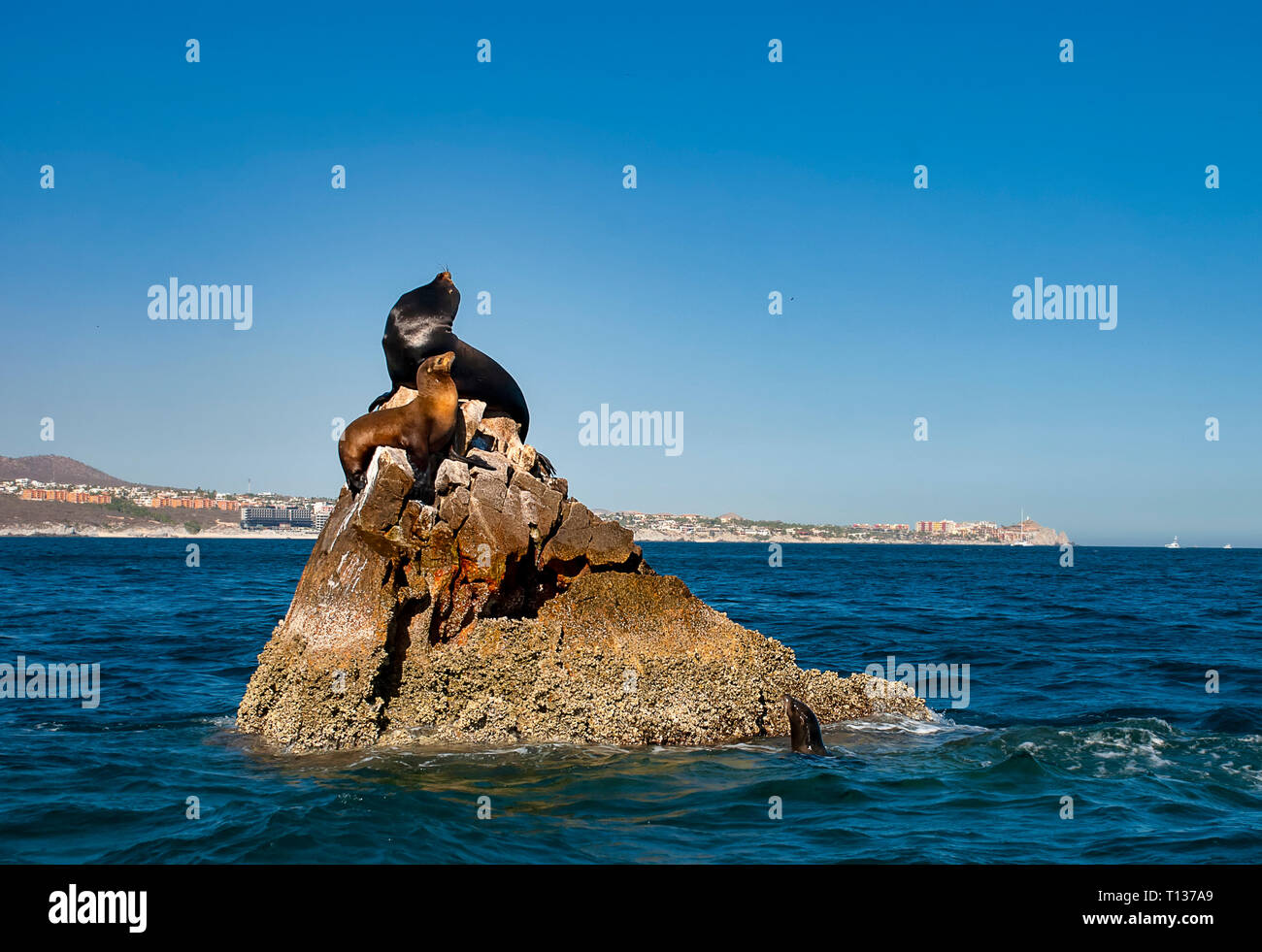 Sea lions basking in the sun at Lands End in the resort of Cabo San Lucas at the southern tip of Baja California in Mexico Stock Photo